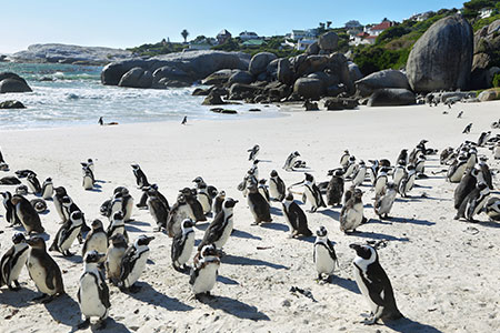 LLL-excursions-penguins